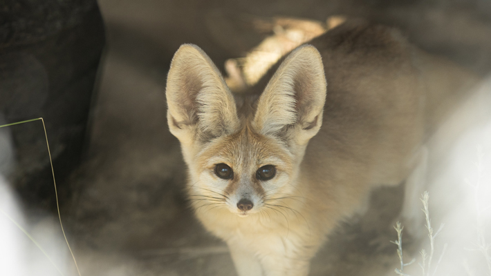 Fennec Fox.