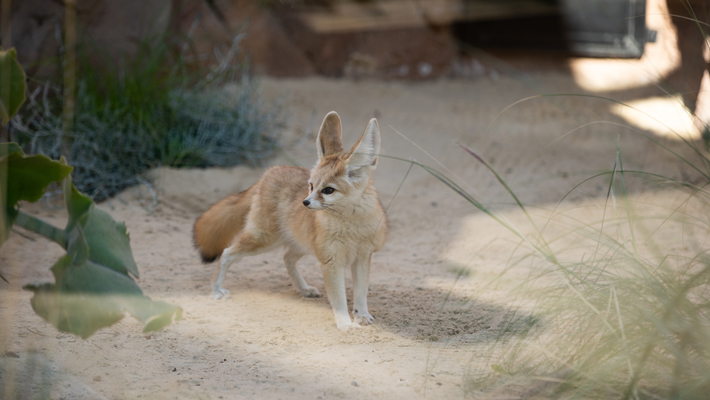 Fennec Fox.