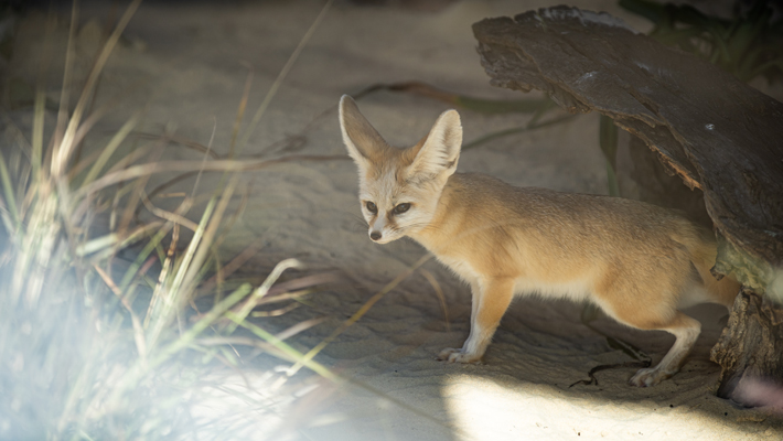 Fennec Fox.