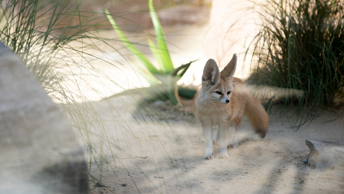 Fennec Fox.