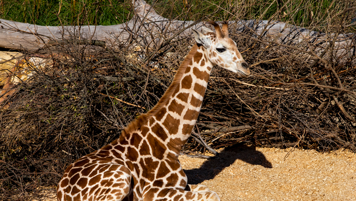 Giraffe calf, Ebo.