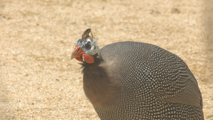 Guineafowl.