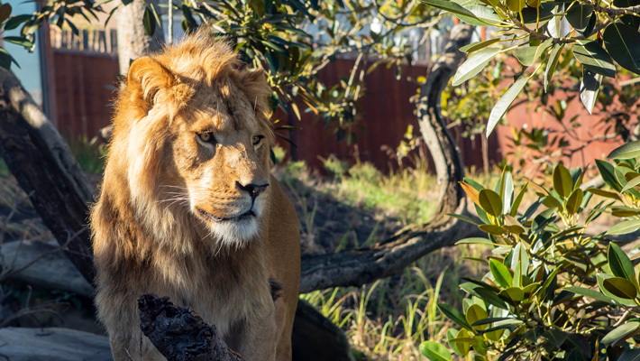 African Lion