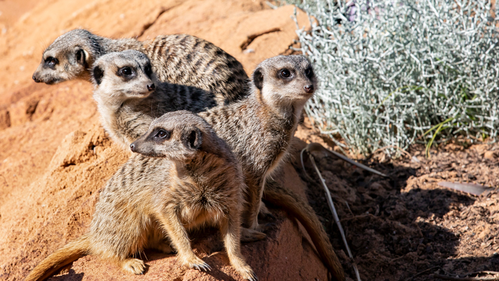 Meerkats.