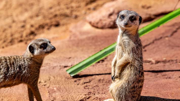 Meerkats.