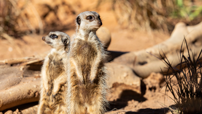 Meerkats.