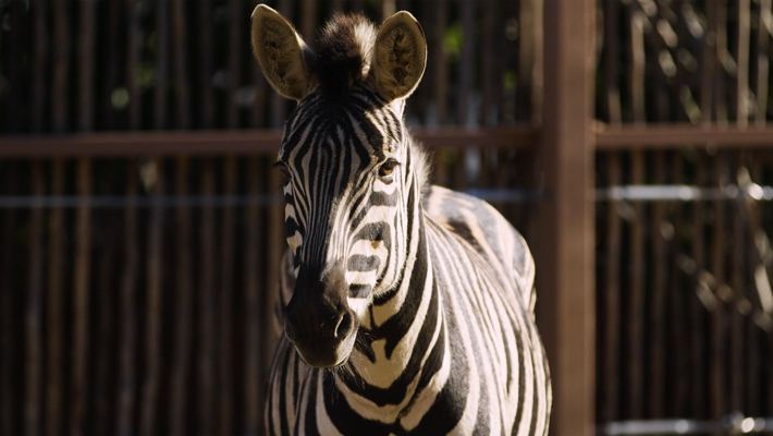 Zebra.