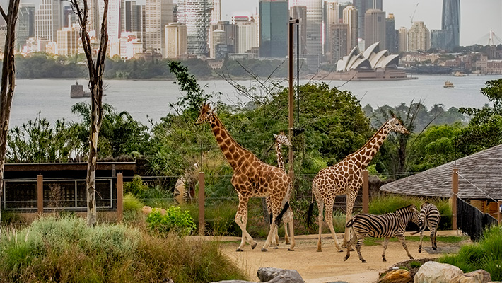 The Wild Awaits | Taronga Conservation Society Australia