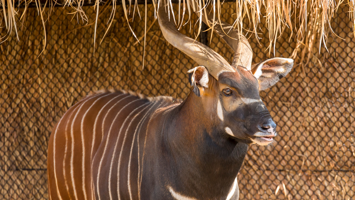 Bongo, Ekundu.