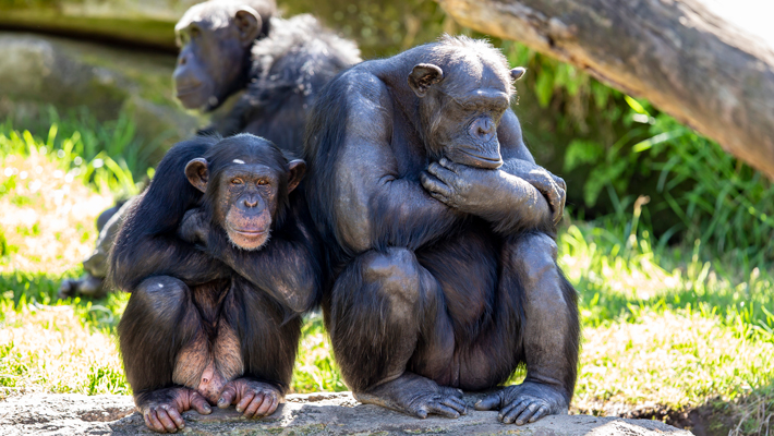 Chimpanzees.