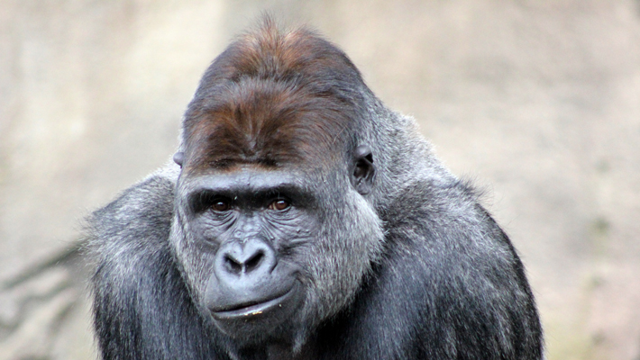 Western Lowland Gorilla silverback, Kibali.