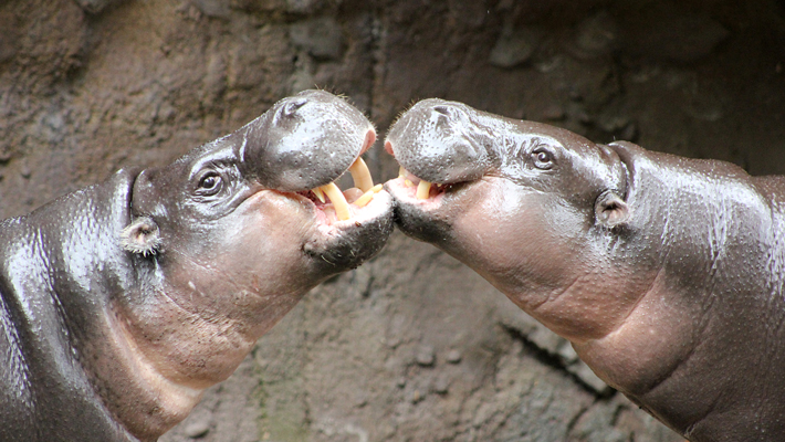 Pygmy Hippopotamus.