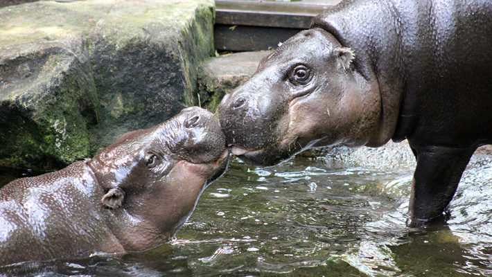 Pygmy Hippopotamus.