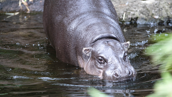 Pygmy Hippopotamus.