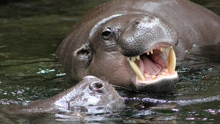 Pygmy Hippopotamus.