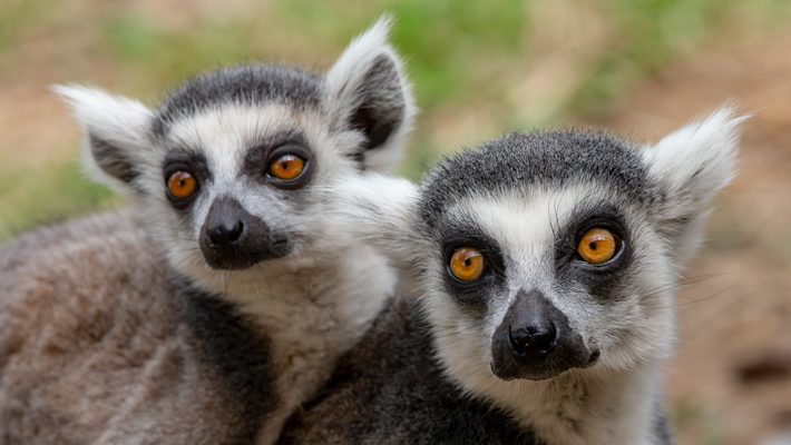 Ring-tailed Lemurs.