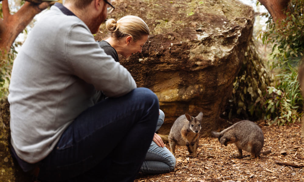 Couple get up close to an animal in the Sanctuary at the Wildlife Retreat at Taronga.