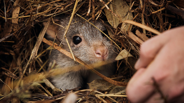 Peek a boo, a bettong pokes its nose out from its nest.