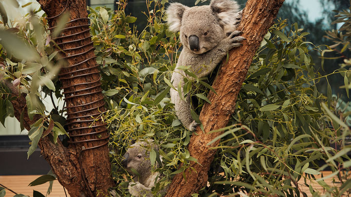 Bo (left) and Pirra (right) the Koalas at the Wildlife Retreat at Taronga, perched next to cooling devices coiled around the trees.