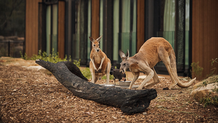 Red Kangaroos at the Wildlife Retreat at Taronga.