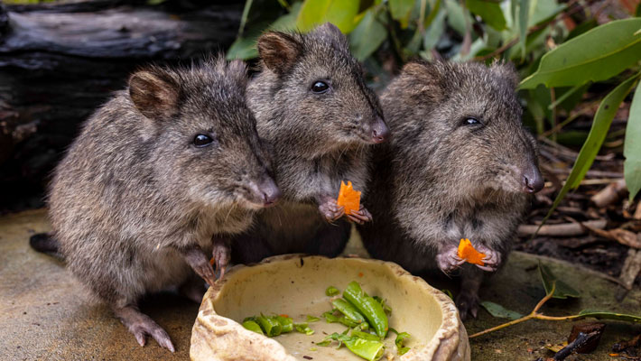 Sanctuary tour - Potoroos.