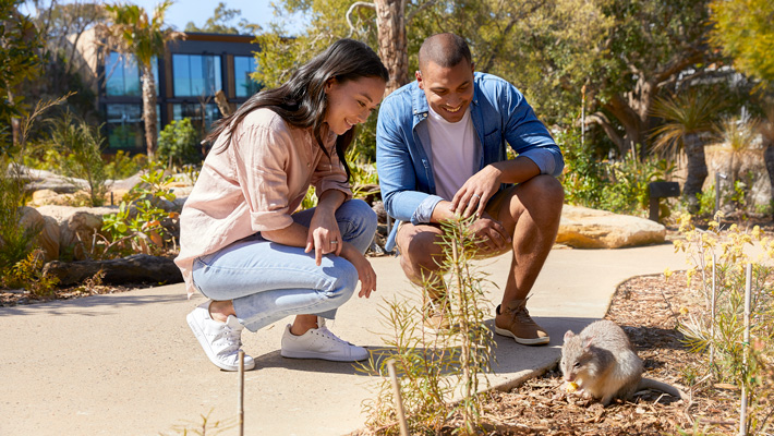 A tour through The Sanctuary is a special chance to get up-close to our amazing Australian animals, included as part of Classic and Ultimate Retreat Packages.