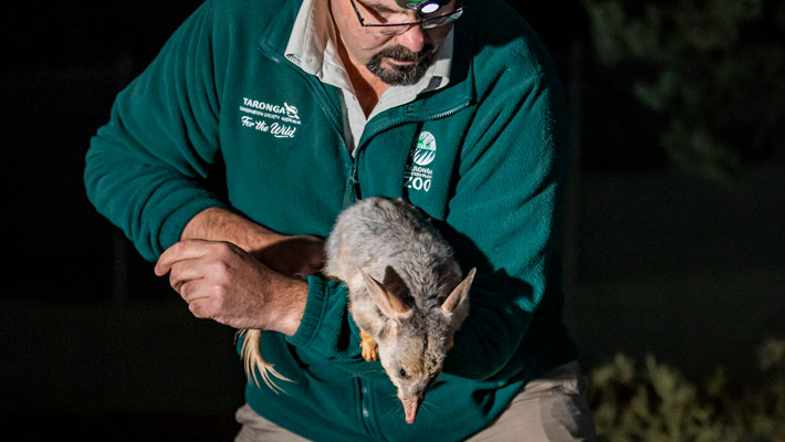 Greater Bilby with Keeper Steven Kleine in the sanctuary at Taronga Western Plains Zoo Dubbo