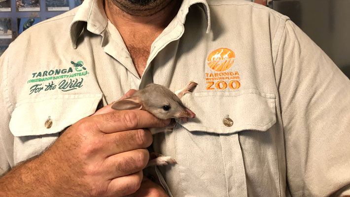Greater Bilby baby with Keeper Steven Kleine from Taronga Western Plains Zoo Dubbo