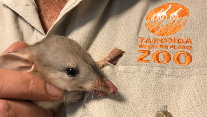 Greater Bilby baby with Keeper Steven Kleine from Taronga Western Plains Zoo Dubbo