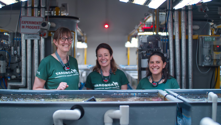 Dr Rebecca Hobbs (left), Dr Justine O'Brien (centre) and Dr Natalie Calatayud (right) at the AIMS marine research facility. Photo: Lior Cohen