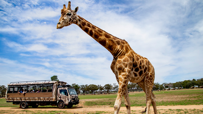 Get up close to Giraffe on the Savannah Safari.
