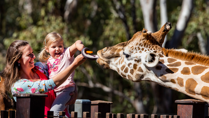 Giraffe encounter at Taronga Western Plains Zoo Dubbo.