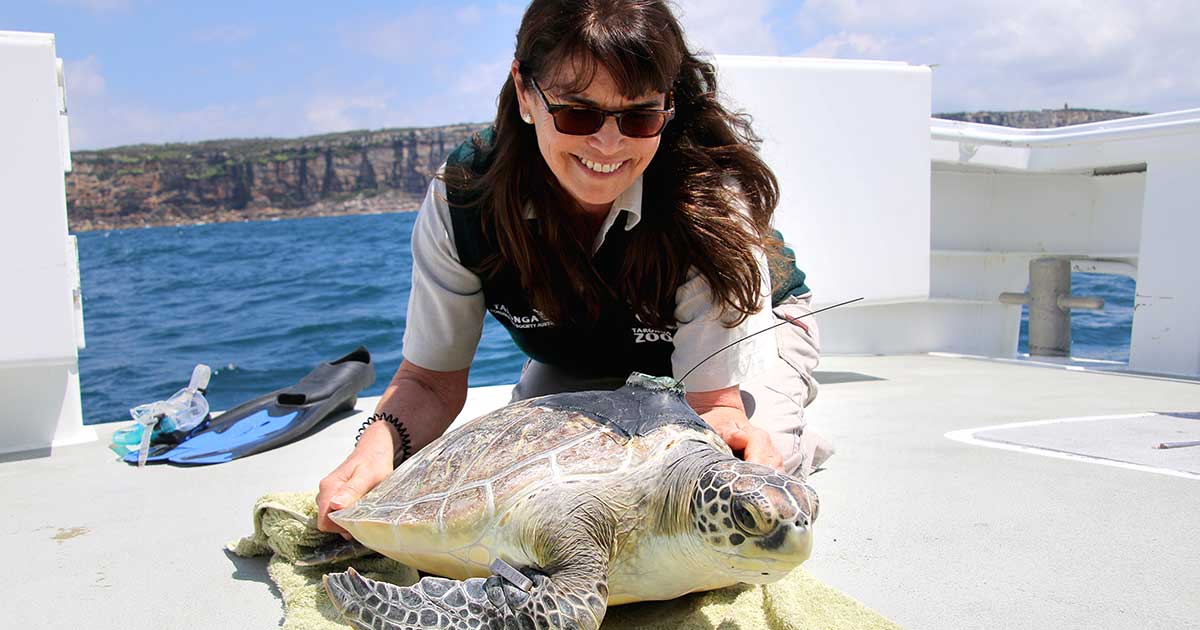 Green Sea Turtle release