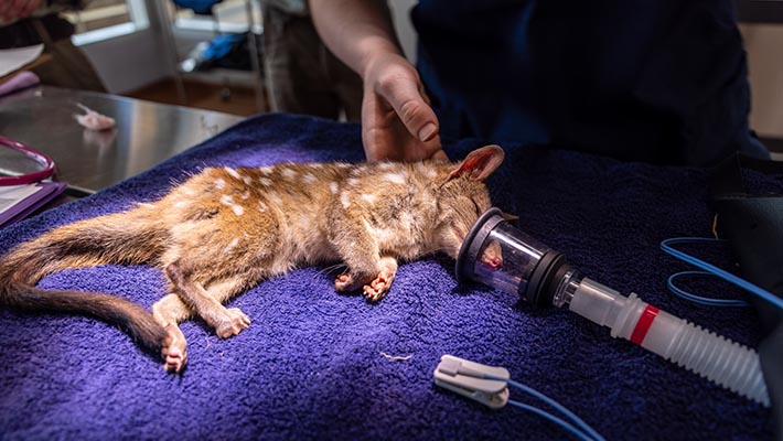 Chuditch - Taronga Wildlife Hospital