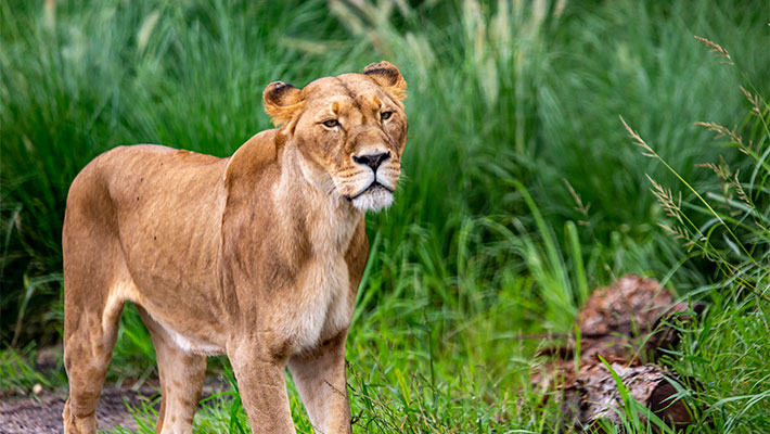 Lioness Maya