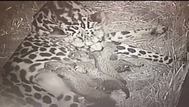 CCTV photograph of Cheetah cub births