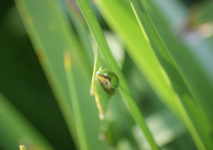 Scott (Stage 4) Pittwater High School. Photo titled ‘Dwarf Green Tree Frog’