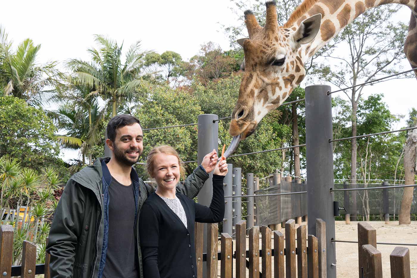 Giraffe Encounter - Taronga Zoo Sydney