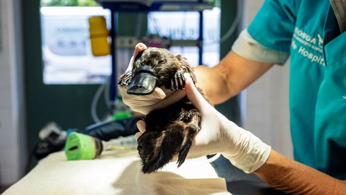 Taronga is working to conserve several native species, including the platypus. 
