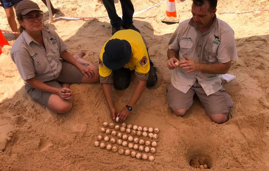 Taronga vet Kimberly Vinette Herrin and Adam Skidmore with National Parks and Wildlife Service