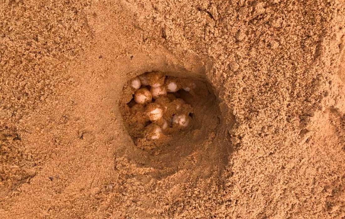 Green turtle egg nest