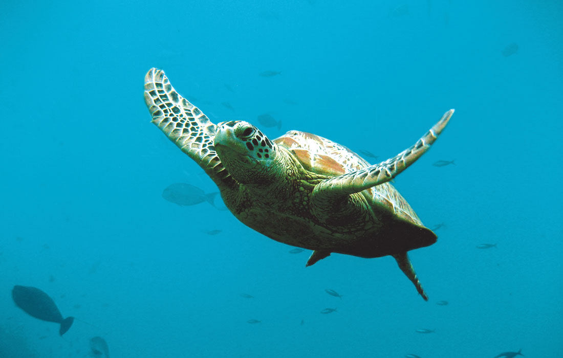 Green Sea Turtle