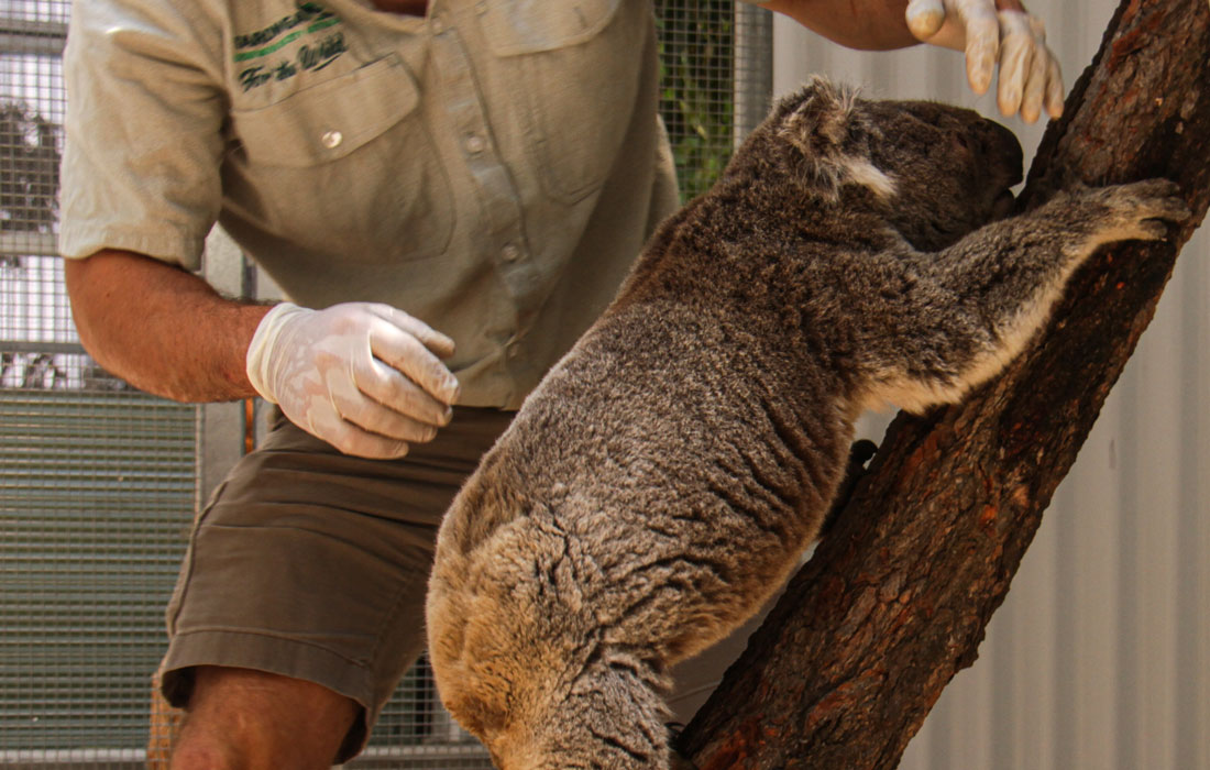 Introducing rescued koala to its temporary home at Taronga