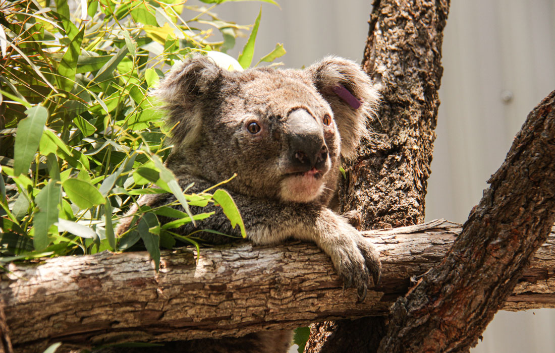 Rescued koala