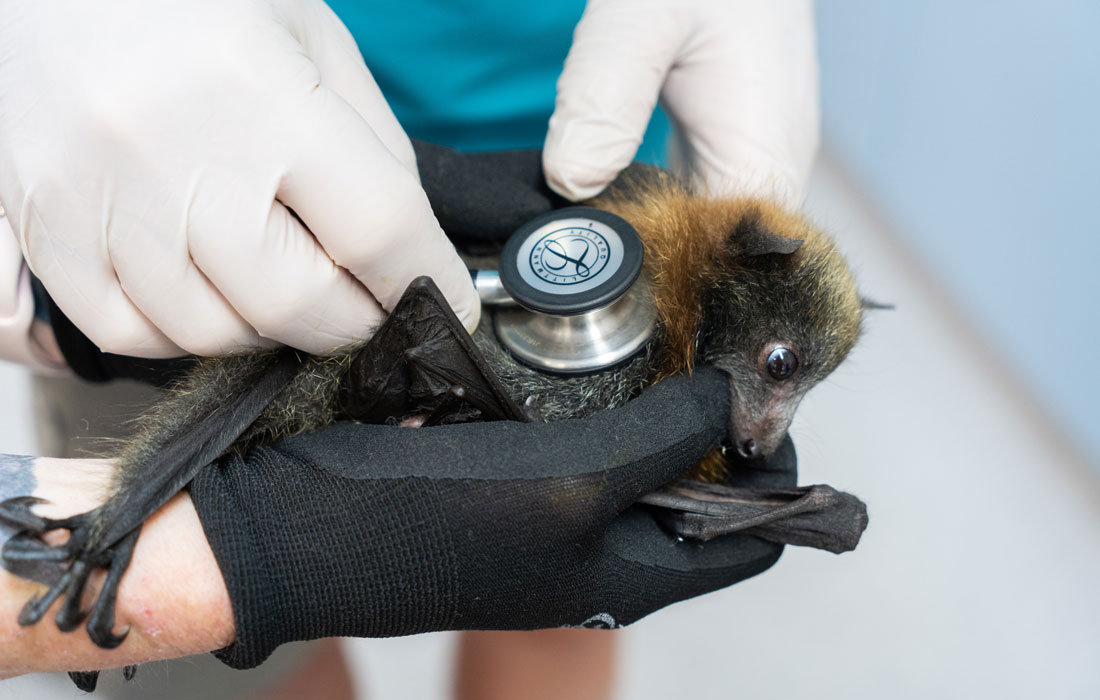 Flying fox treated at Taronga Wildlife Hospital