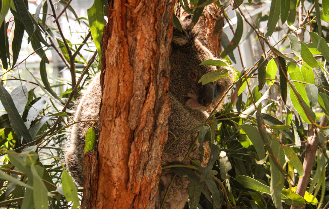 Rescued koala at Taronga Zoo, Sydney (2)