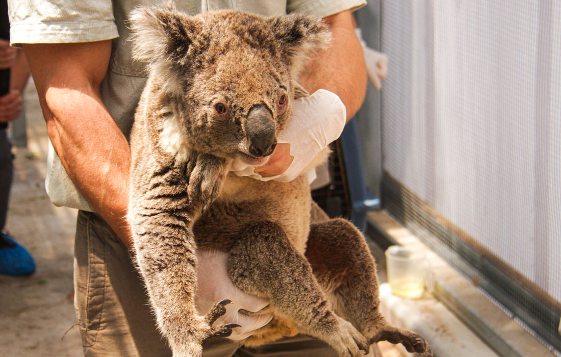 Rescued koala at Taronga Zoo, Sydney