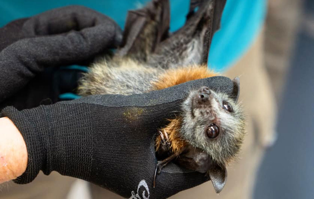 Flying fox treated at Taronga Wildlife Hospital (2)