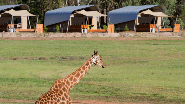 zoo safari e hotel