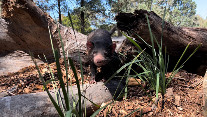 Tasmanian Devils in new exhibit, Taronga Western Plains Zoo